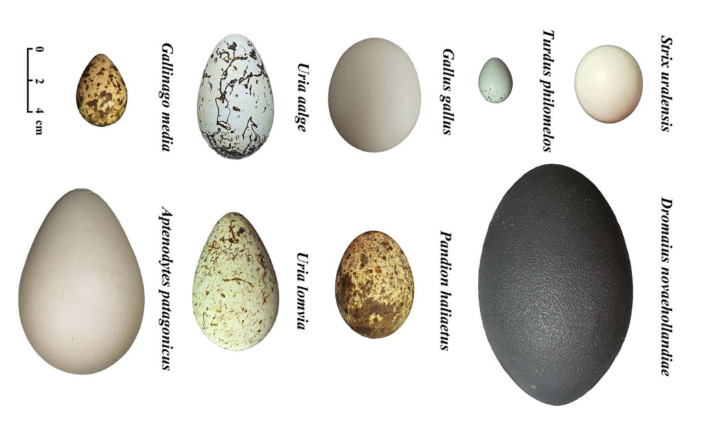 Real bird eggs, a sample Skoruppa